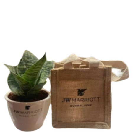 Office Plants